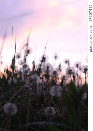 Dandelion's fluffy group 4 17607455