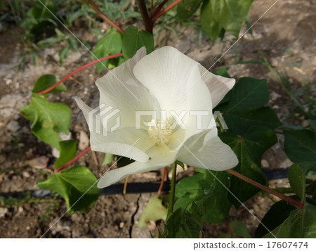 Cotton flower Cotton flower 17607474