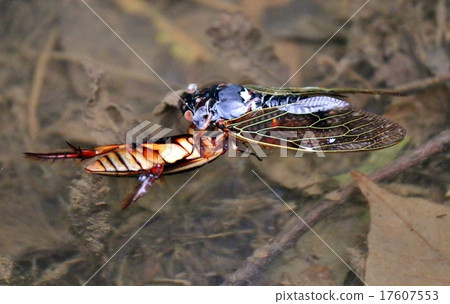 Genetropes捕食蟬 Genetropes捕食蟬 17607553