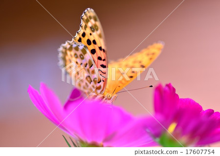 Cosmos and bastard butterfly 17607754