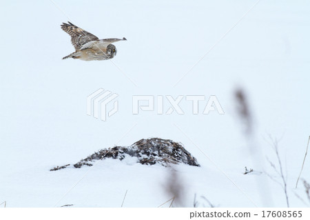 Fly boyfriend Fly boyfriend 17608565