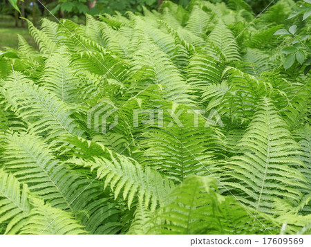 Ferns leaves 17609569
