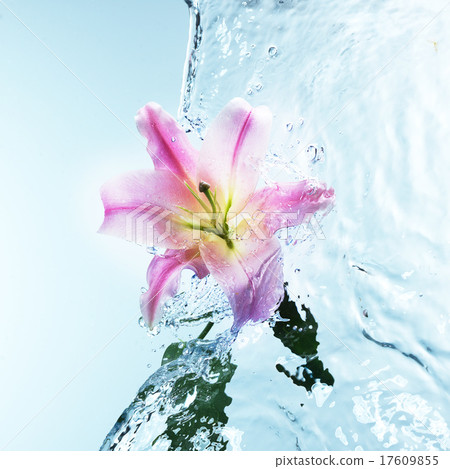 Pink day lily in cool splashing water 17609855