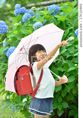 繡球花和小學女生(雨季) 繡球花和小學女生(雨季) 17610469
