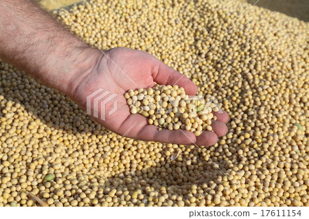 Soybean harvest 17611154