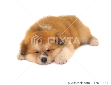 Akita pet dog 17611155