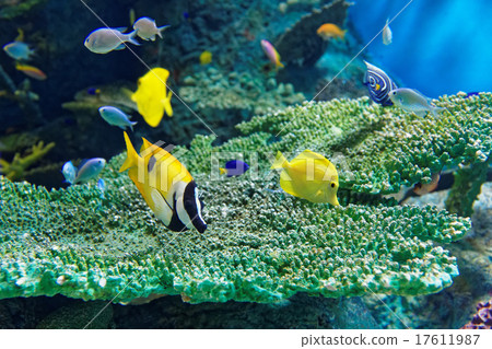 珊瑚和熱帶魚 17611987