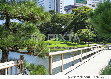 Pine in Hama Rikyu Imperial Garden 17612259