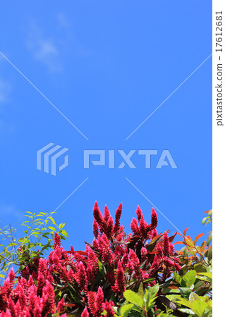 Celosia red flower and blue sky 17612681