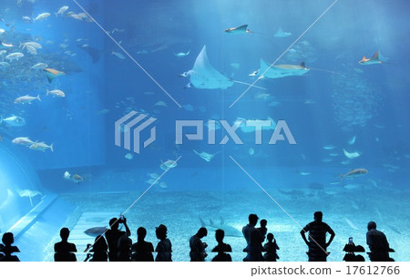 美麗海水族館 美麗海水族館 17612766