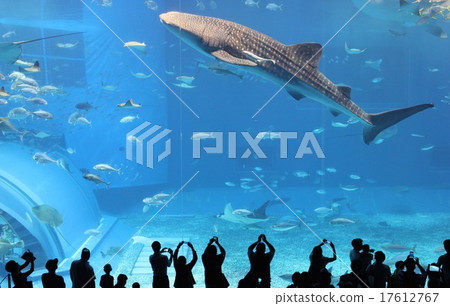 美麗海水族館的鯨鯊 美麗海水族館的鯨鯊 17612767