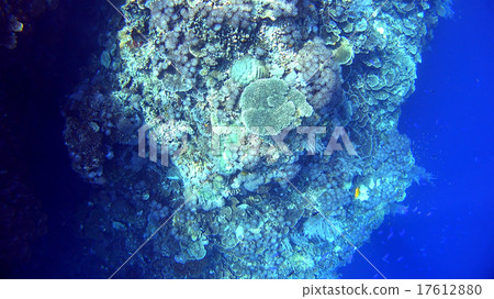 Coral and sea anemones inhabiting the underwater picture drop-off, tropical fish 17612880