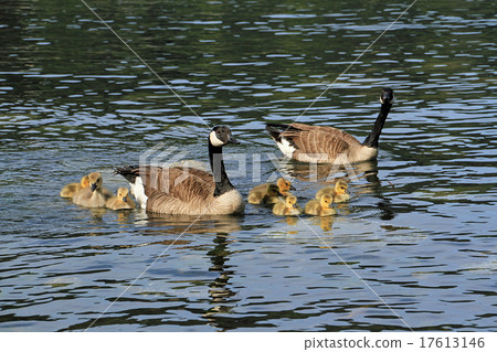 加拿大槍的父母和孩子 17613146