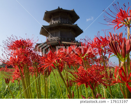 A cluster amaryllis with a blue sky 17613197
