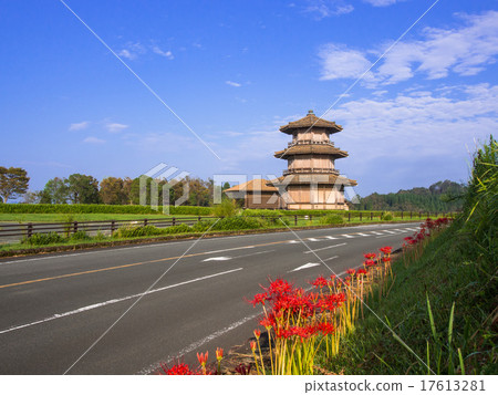 A cluster amaryllis with a blue sky 17613281