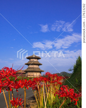 與藍天的群孤挺花 17613282