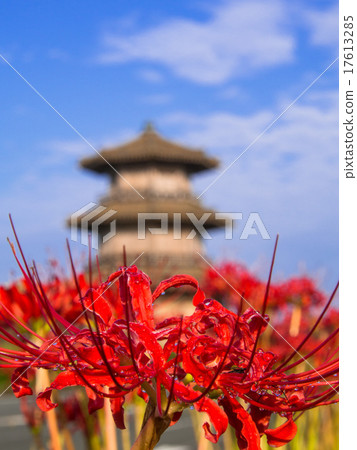 與藍天的群孤挺花 17613285