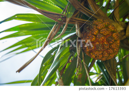 Fruit of Adan Fruit of Adan 17613393