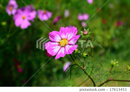 Cosmos Picotie Cosmos Picotie 17613451