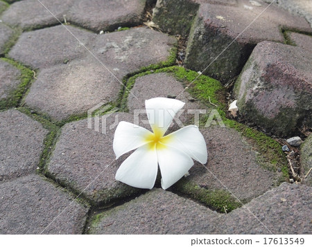 Plumeria 17613549