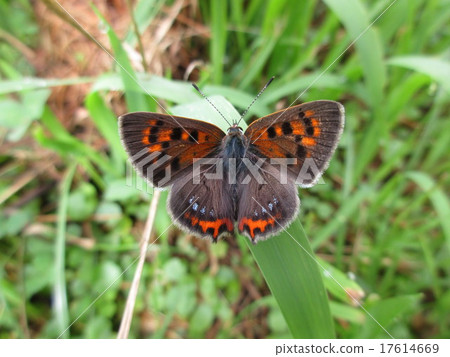 Bennisimi Bennisimi 17614669