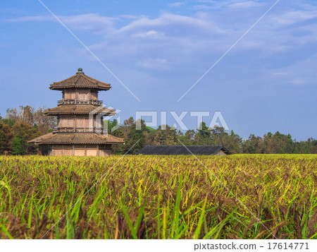 Tamarijo and ancient rice in blue sky 17614771