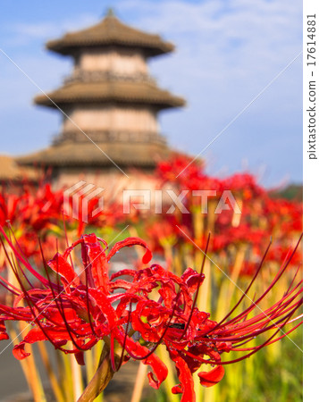 A cluster amaryllis with a blue sky A cluster amaryllis with a blue sky 17614881