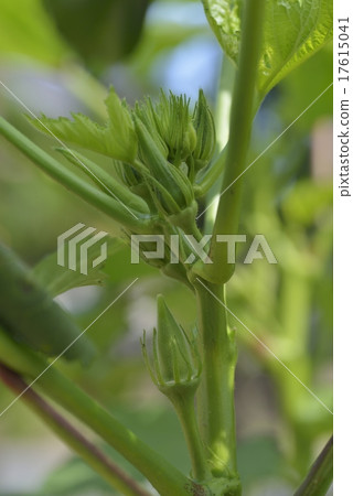 Okra 17615041