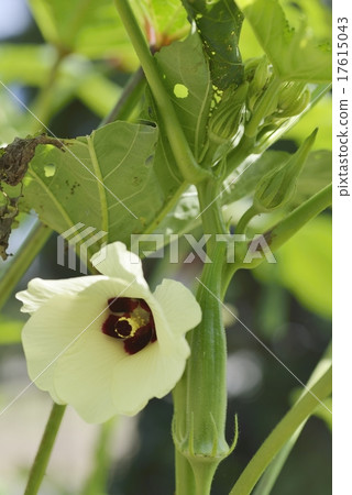 Okra flower (light yellow) and fruit Okra flower (light yellow) and fruit 17615043