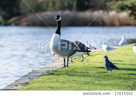 Birds at the water's edge Goose, a seagull and a dove 17615302