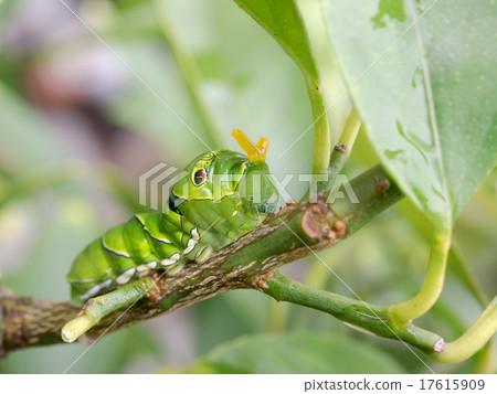燕尾幼蟲，有可能聞到氣味 17615909