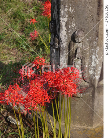 Cluster amaryllis 17616156