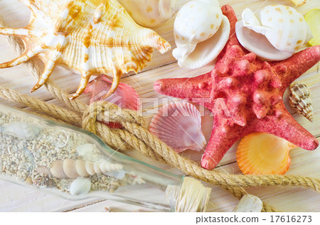 shells 17616273