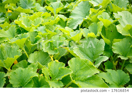 Green growing marrow tops 17616854