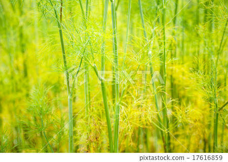 Old dill grows in the garden Old dill grows in the garden 17616859