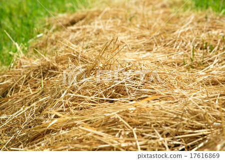 Hay straw in the field Hay straw in the field 17616869
