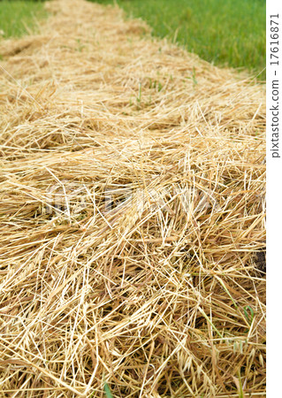Hay straw in the field 17616871