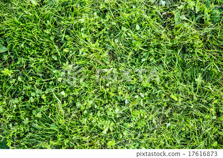 Green weed grass background 17616873
