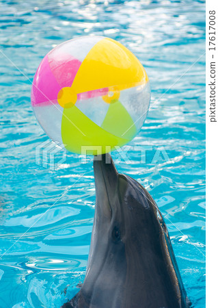 cute dolphin playing ball in dolphinarium 17617008