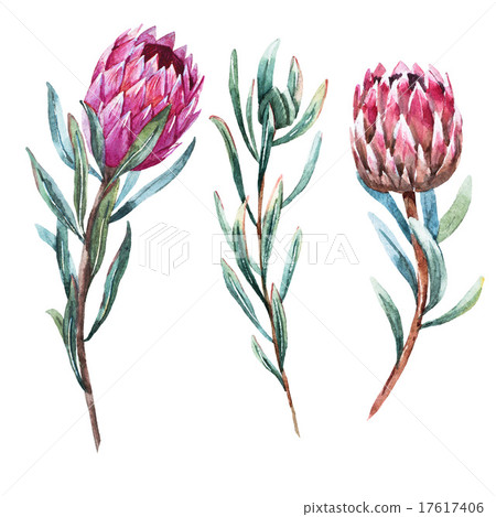 Watercolor tropical flower protea Watercolor tropical flower protea 17617406