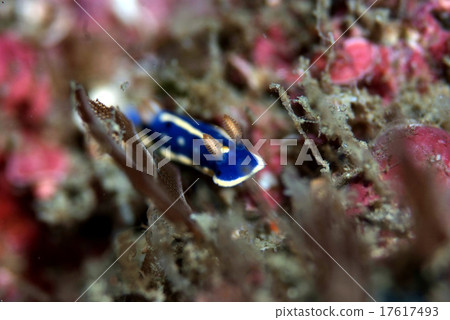 Hypselodoris FESTIVA爬行 Hypselodoris FESTIVA爬行 17617493