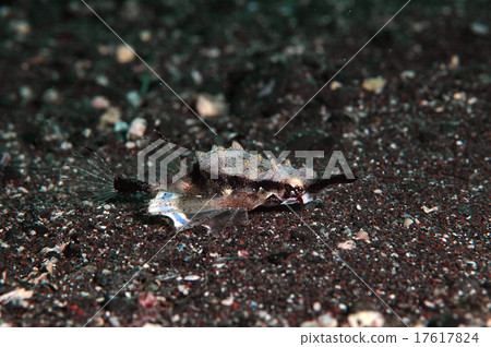 努力游泳 努力游泳 17617824