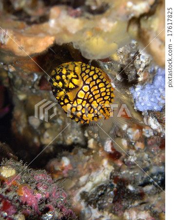 松川的幼蟲 17617825