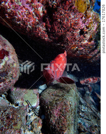 威脅阿扎哈塔 17617826