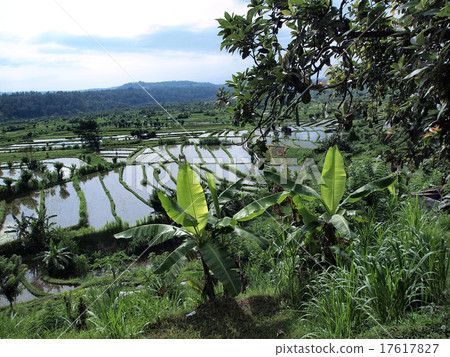 巴厘島稻田和香蕉樹 巴厘島稻田和香蕉樹 17617827