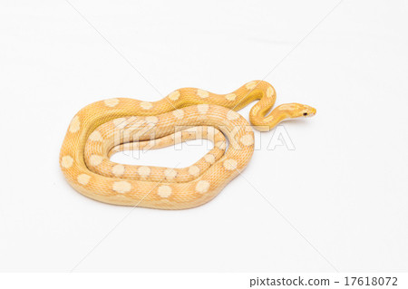 Corn Snake (Buttermotray) 2 17618072