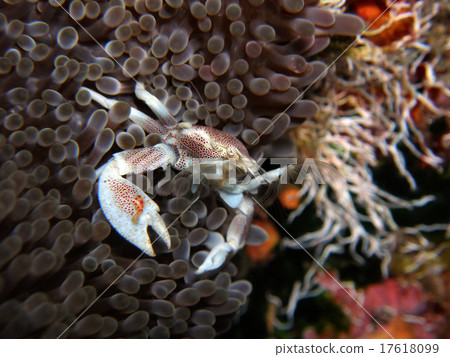 Moving Coral Canida Mashi 17618099