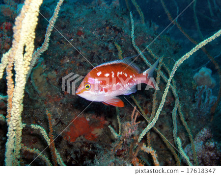Sakuradai swimming Sakuradai swimming 17618347