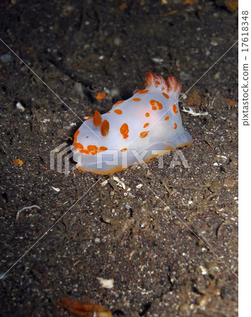 A moving sea basshopper, a sea anemone 17618348