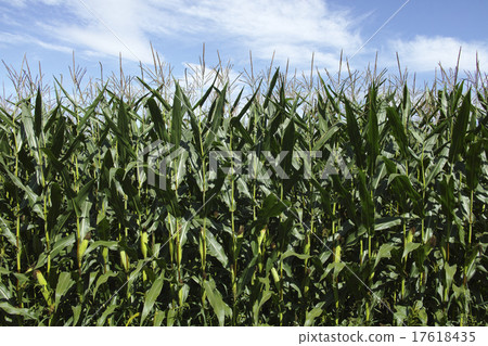 Dent corn 17618435